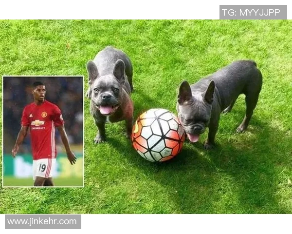 狗子足球明星名字盘点有哪些值得关注的球员与他们的成就